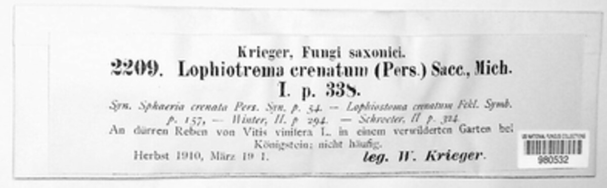 Lophiostoma angustilabrum image